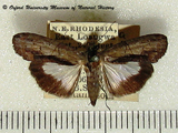 Lophoptera methyalea